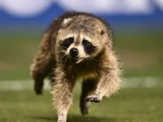 MLS: Raccoon runs rampant during Philadelphia Union &#8211; NYCFC