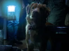 Fur, Feathers and Fame: Cinema’s Most Unforgettable Animal Leads