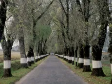 ¿Por qué pintan de blanco los troncos de los árboles?