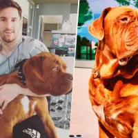Hulk, el perro de Messi, en un delicado estado de salud