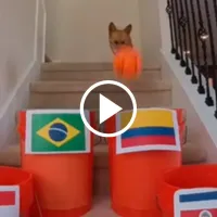 Perro viral predice el resultado de la Selección Colombia en la Copa América