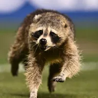 MLS: Raccoon runs rampant during Philadelphia Union – NYCFC