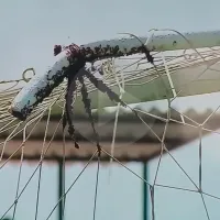 Insólito momento interrumpe el partido entre Atlético Grau vs Alianza Atlético