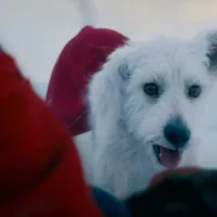 Krypto Sparks 500% Spike in Dog Adoption Interest After ‘Superman’
