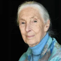World’s Foremost Expert on Chimpanzees Jane Goodall Passes Away at 91