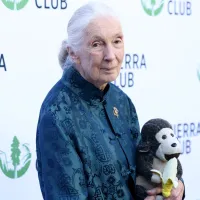 The Essential Library of Dr. Jane Goodall: Her Most Impactful Books and Works