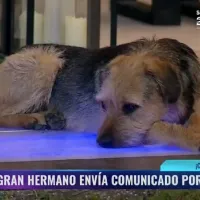 ¿Maltrato animal en Gran Hermano Chile 2023? La REPUDIABLE acción de un participante