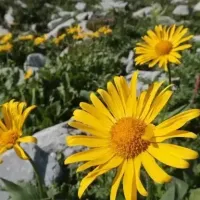 ¿Cuál es la razón por la que se regalan flores amarillas cada 21 de septiembre?