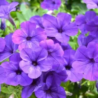 ¿Por qué se regalan flores moradas el 9 de octubre del 2023 y cuál es su significado?