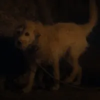House of the Dragon 2: La historia tras la cruel escena del perrito que enojó a los fans