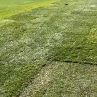 'Potrero chileno': periodista colombiano destroza la cancha del Monumental