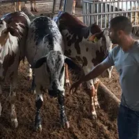 Fue campeón en Saprissa y Alajuelense, jugó un Mundial con Costa Rica pero se hizo ganadero y agricultor: “Llevo una vida más tranquila que en el fútbol”