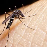 Siete regiones con Alerta Sanitaria por dengue