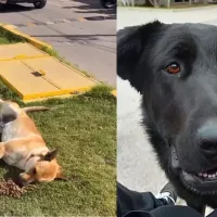 Denuncian maltrato animal en universidad