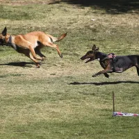 Estudio revela el motivo del porqué los perros comen pasto