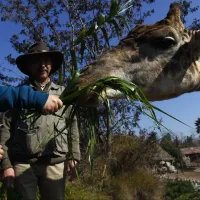 Revisa el horario y cómo llegar al Buin Zoo en estas vacaciones