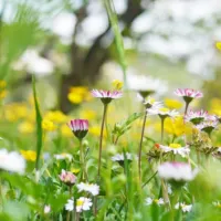 ¿Cuándo empieza la primavera en Chile?