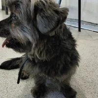 Final feliz: Perrito perdido en el Metro encontró nueva dueña