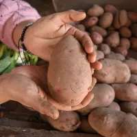 ¿Cuál es el motivo de la extrema alza en el precio de las papas?