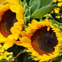¿Cuándo es el día de las flores amarillas y qué significan?