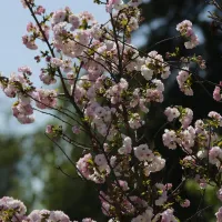 Rinitis alérgica y tratamiento para las alergias en primavera