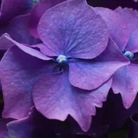 ¿Por qué se regalan flores moradas el 9 de octubre?