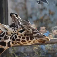 Desde hoy se podrá ir gratis al Zoológico Nacional ¿Cómo se pueden canjear las entradas?