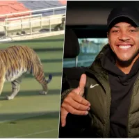 ¿Y si lo imitan en Chile? Barcelona presenta a nuevo refuerzo con un tigre en la cancha