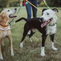 ¿Cómo cuidar a mi mascota en los paseos? Recomendaciones y qué debes hacer al salir