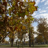 ¿Cuándo comienza el otoño en Chile? Revisa cuántos días faltan para la nueva estación