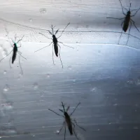 ¿Qué es el dengue y cómo se transmite? Reportan primer caso en Chile importado por viajero