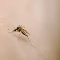 Estudio revela por qué los mosquitos prefieren picar a personas que tomaron alcohol