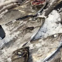 Viernes Santo: Minsal entrega recomendaciones para comprar pescado y evitar enfermarse