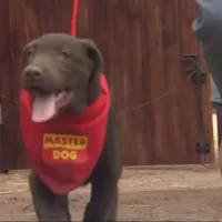 ¿Qué le pasó a Canelo? Revelan que el cachorro de Tierra Brava falleció en febrero