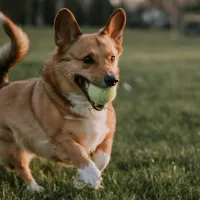 ¿Cómo llamar a mi mascota? Revelan los nombres más comunes en Chile para los perros y gatos