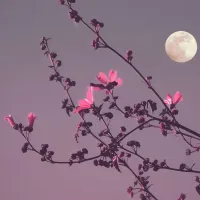 Luna Llena de mayo: ¿Cuándo se podrá ver la Luna de Flores y por qué se llama así?