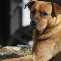 ¿Se vende en Chile? El alimento para perros que debió ser retirado del comercio