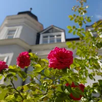 ¿Por qué las rosas tienen espinas? Descubre el misterio genético de su formación