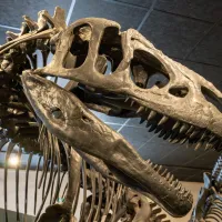 Científicos descubren las huellas de dinosaurio más pequeñas del mundo