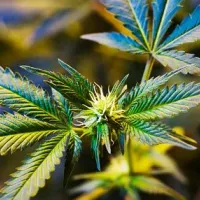 Científicos entregan importante descubrimiento del cannabis