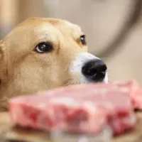 ¿Cómo alimentar a tu perro en Fiestas Patrias? Esto puedes darle a tu mascota, según un experto