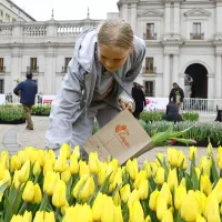 Día del Tulipán 2024 no es en La Moneda: Revisa cuándo es y dónde se celebra el evento gratuito