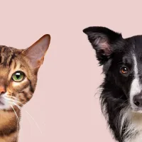 ¿Gatos o Perros? Esta es la mejor mascota para una familia chilena, según la IA