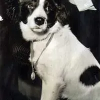 World Cup Legends #3: Pickles The Dog