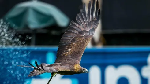 Presentan proyecto a favor de conservación del Águila Real
