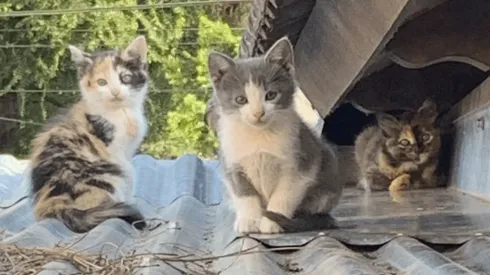 Fotos y videos: subió al techo de su casa pensando que había ratas y se encontró con la sorpresa más linda