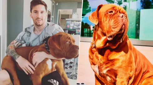 Hulk, el perro de Messi, en un delicado estado de salud