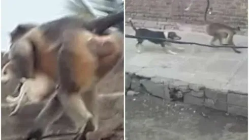 Foto: Reprodução/News18 – Macacos estão exterminando cachorros de região na Índia
