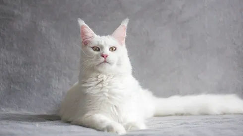 Maine Coon é conhecido pelo seu tamanho surpreendente
