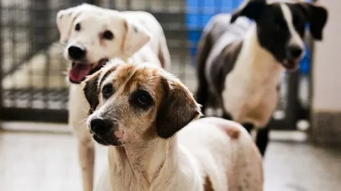 Campanha de castração de cães e gatos abre 3,2 mil vagas gratuitas no DF – Imagem: Reprodução/Correio Braziliense
